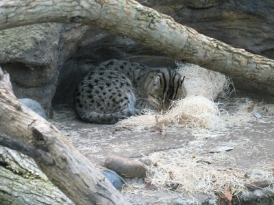 When not sleeping on heated rocks, they do fish...