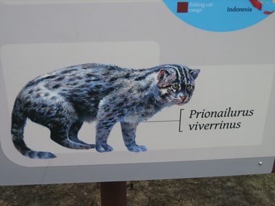 Aw, little putty tat.