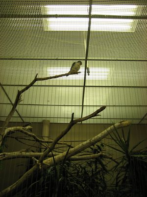 A pygmy falcon.