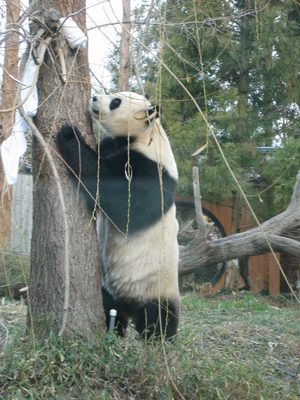 The mama panda found her present in a tree, wrapped in a...