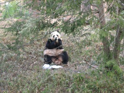 Happy feasting panda.