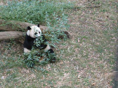 Mama panda feasting on bamboo