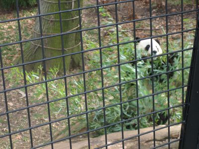 I cannot imagine how many pounds of bamboo these bears...