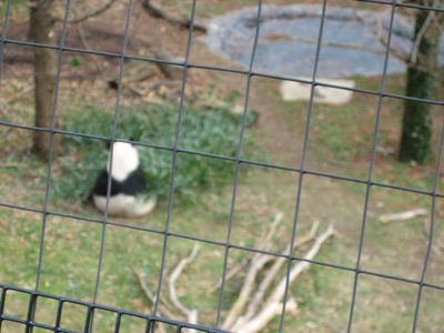 My one picture of the baby panda, Tai Shan, who is now 2...