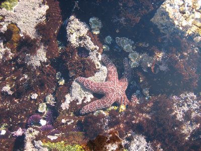 Starfish and sea anemones in a tidepool south of Carmel.