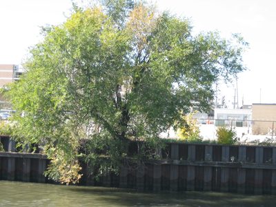 Supposedly, the Chicago Fire began somewhere in that...