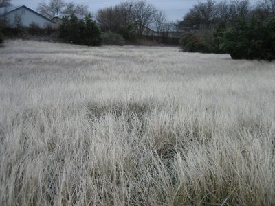 The field again, up close.  The color really didn't come...