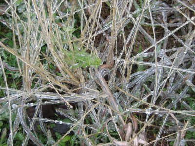 For some reason, I really like the look of branches and...