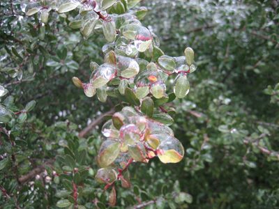 Also of bushes and flowers and leaves.  I have a lot of...