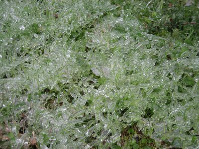 Icy, icy grass.  However, I liked walking on the grass...