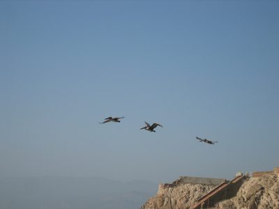 Pelicans!  We were hoping to see them eat some fish. ...