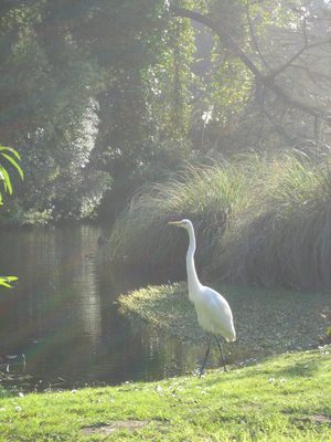 A bird heading for a bath in Golden Gate Park.  Taken,...