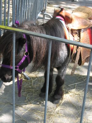 So instead, I petted this one for a while.  He tried to...