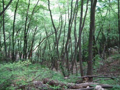 This picture does not show this well, but these trees...