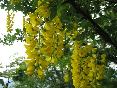 Purty fleurs, as some would say.  Kind of like lilacs,...
