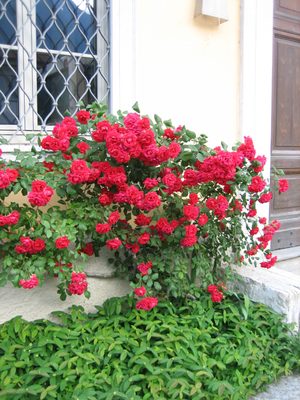 Beautiful roses outside the Villa.