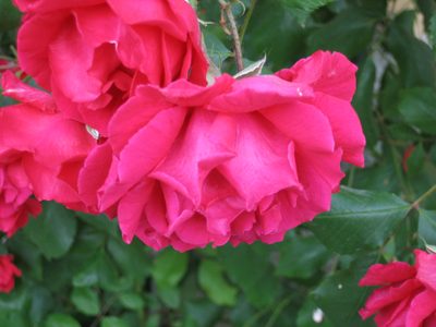 Close-up of the roses.