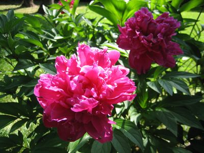 More pretty flowers, in the garden of the Villa.