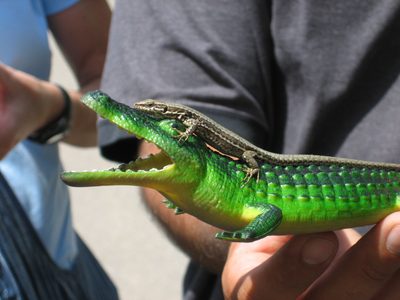 Schnappy the plastic gator (from a previous trip) meets...