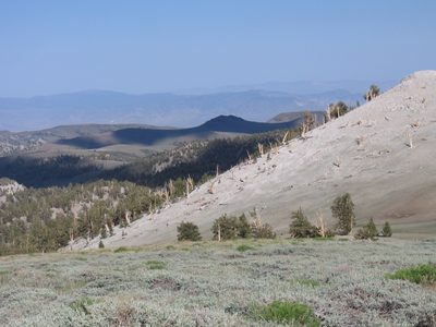Ancient bristlecone pine forest.  Grove of the...