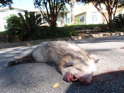 When we woke up Sunday morning, a possum was playing...