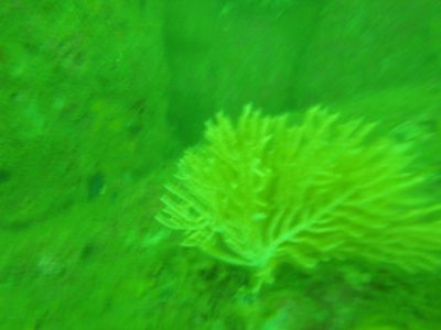 Used to diving in the Caribbean and Aegean seas I was...