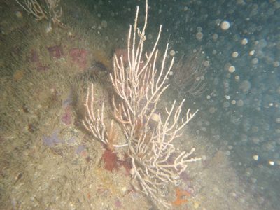 You know these silly little fan corals were about the...
