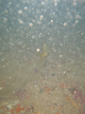 I guess there's a fish in there somewhere. Darn backscatter. 