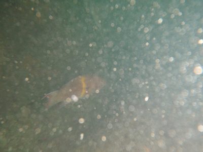 Well, that's definitely a fish, and also tons of brine...