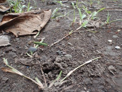 An ant carrying a leaf weighing multiple times its body weight.