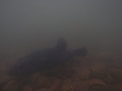 Best fish sighting I saw all day! I photographed this...