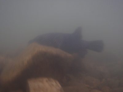 Hard to get a good photo of this guy. Water was so murky!