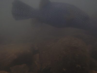 Another fish!