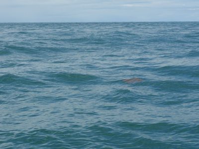 A huge ray swims by our boat.