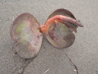 Weird flowers or plants (I think) that were all over the beach.