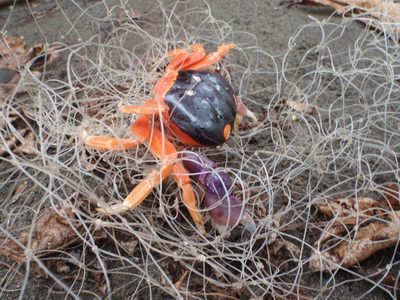 A brightly colored crab stuck in a fishing net. That's...