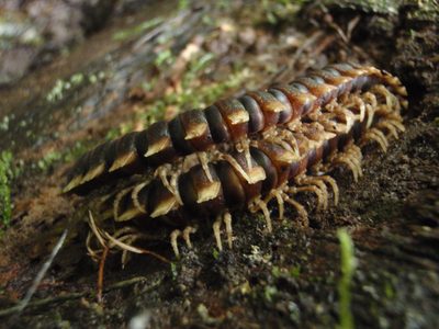 Pretty awesome mating centipedes or something like that....
