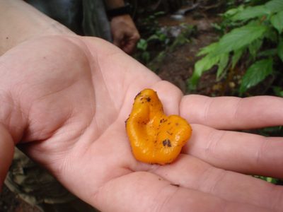Very strange looking mushroom or fungus. Looks like a...