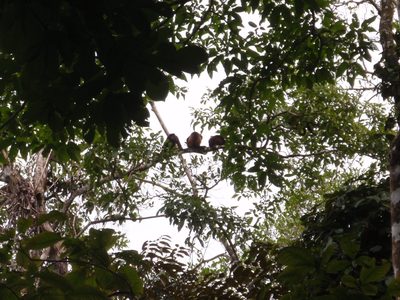 Monkeys in the trees! These were actually fairly easy to...