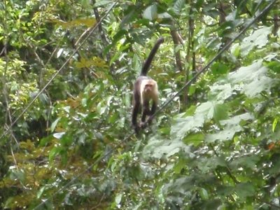 Spider monkey, walking on a power line. This was not the...