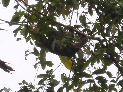 A sloth, being slothful. They sleep this way.