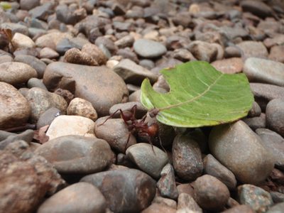 Ant - I think he was actually carrying this leaf until I...