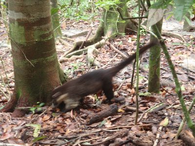 Coati on the move. 