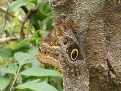 Butterfly that blends in well.