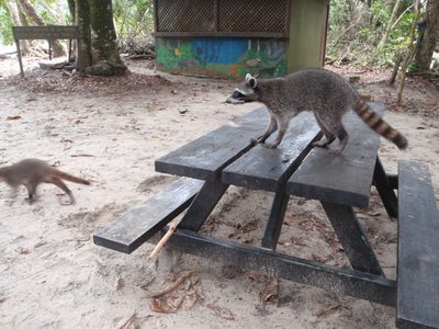 Bandit raccoons had completely overrun the lunch area.