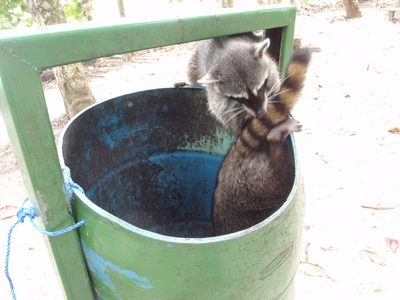 They ate everything from the uncovered garbage cans unchallenged.