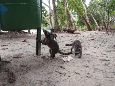 A mother teaches her kits to "hunt".