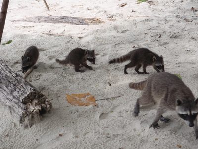 So then they came toward our lunch spot and so I got a...