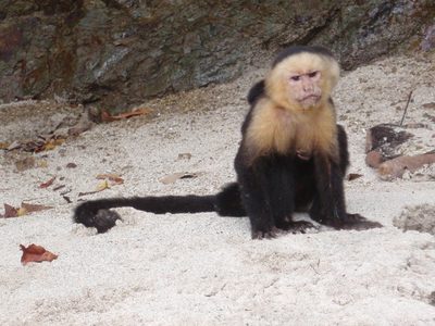 Not a happy monkey.