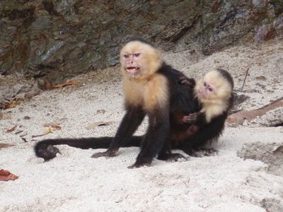 Now an angry monkey!